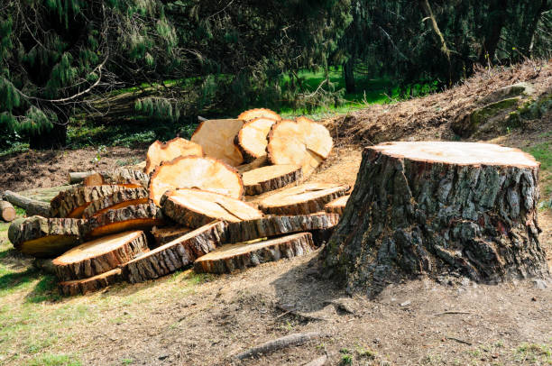 Trusted San Bruno, CA Tree Services Experts